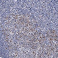 Anti-FAM111B antibody produced in rabbit 