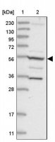 Anti-FAM114A2 antibody produced in rabbit HPA035869-100UL