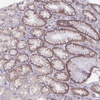 Anti-FAM120A antibody produced in rabbit 