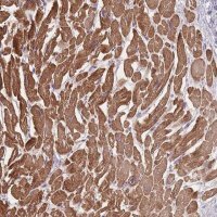 Anti-FAM124A antibody produced in rabbit