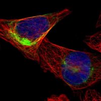 Anti-FAM174B antibody produced in rabbit 