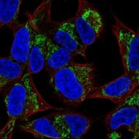 Anti-FAM181B antibody produced in rabbit