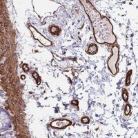 Anti-FAM198A antibody produced in rabbit