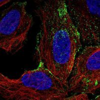 Anti-FAM198A antibody produced in rabbit