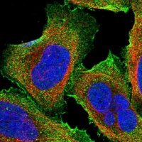 Anti-FAM210B antibody produced in rabbit