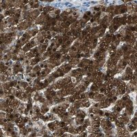 Anti-FAM65A antibody produced in rabbit