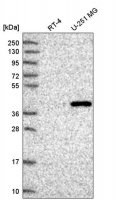 Anti-FAM8A1 antibody produced in rabbit HPA044698-100UL