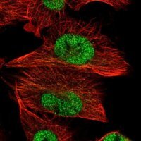 Anti-FAM91A1 antibody produced in rabbit 