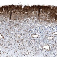 Anti-FAM98A antibody produced in rabbit 
