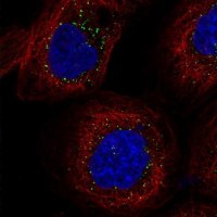 Anti-FAM98A antibody produced in rabbit 