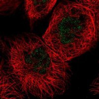 Anti-FANCC antibody produced in rabbit HPA030771-100UL