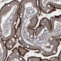 Anti-FANCL antibody produced in rabbit 