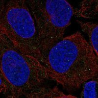 Anti-FANCL antibody produced in rabbit 