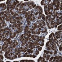 Anti-FAR2 antibody produced in rabbit