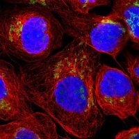 Anti-FAR2 antibody produced in rabbit