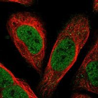 Anti-FAXC antibody produced in rabbit 