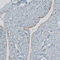 Anti-FBF1 antibody produced in rabbit