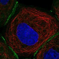 Anti-FBLN7 antibody produced in rabbit 