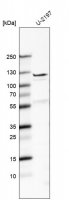 Anti-FBLN7 antibody produced in rabbit 