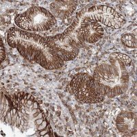 Anti-FBXL8 antibody produced in rabbit 