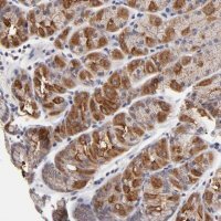 Anti-FBXO8 antibody produced in rabbit 