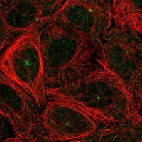 Anti-FBXO9 antibody produced in rabbit 