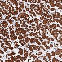 Anti-FBXW9 antibody produced in rabbit 