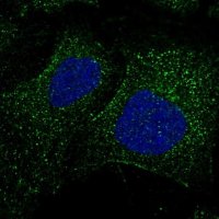 Anti-FBXW9 antibody produced in rabbit 