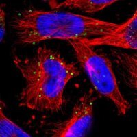 Anti-FGD6 antibody produced in rabbit 