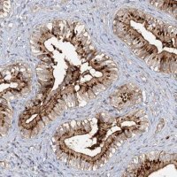 Anti-FGF19 antibody produced in rabbit