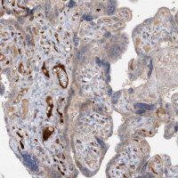 Anti-FGF19 antibody produced in rabbit