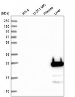 Anti-FGF5 antibody produced in rabbit 