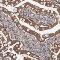 Anti-FGFR4 antibody produced in rabbit 