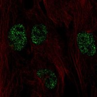Anti-FICD antibody produced in rabbit HPA071134-100UL