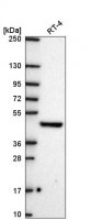 Anti-FICD antibody produced in rabbit HPA071134-100UL