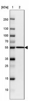 Anti-FIGNL1 antibody produced in rabbit 