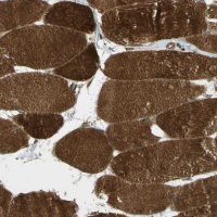 Anti-FLII antibody produced in rabbit 