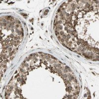 Anti-FLII antibody produced in rabbit 
