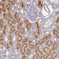 Anti-FLRT3 antibody produced in rabbit