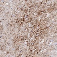 Anti-FMN1 antibody produced in rabbit