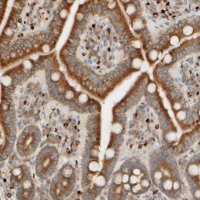 Anti-FMO1 antibody produced in rabbit 