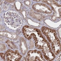 Anti-FMO4 antibody produced in rabbit 