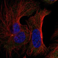 Anti-FNTB antibody produced in rabbit 