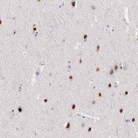 Anti-FOXP2 antibody produced in rabbit 