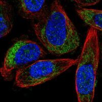 Anti-FOXRED1 antibody produced in rabbit 