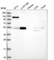 Anti-FOXRED1 antibody produced in rabbit 