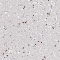 Anti-FRMD4A antibody produced in rabbit 