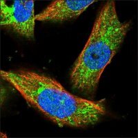 Anti-FRRS1L antibody produced in rabbit HPA023481-100UL