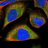 Anti-FRYL antibody produced in rabbit 