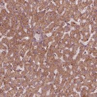 Anti-FXN antibody produced in rabbit 